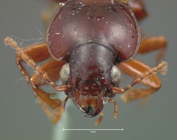 Media type: image;   Entomology 5630 Aspect: head frontal view